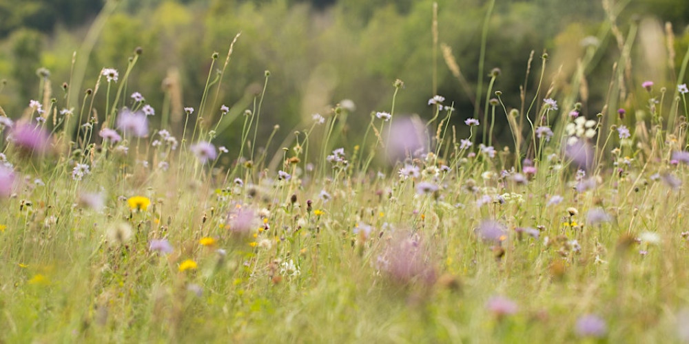 Wildflower Meadow Drop In Wildflower Meadow Drop In