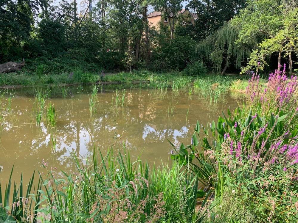 Kingston Council are restoring fish ponds across the borough (Credit: Kingston Council)