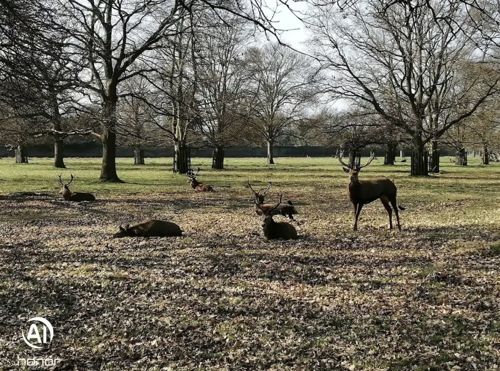 The calendar includes photos of wildlife from both Bushy and Home Parks (Credit: Bara Levente via Google)