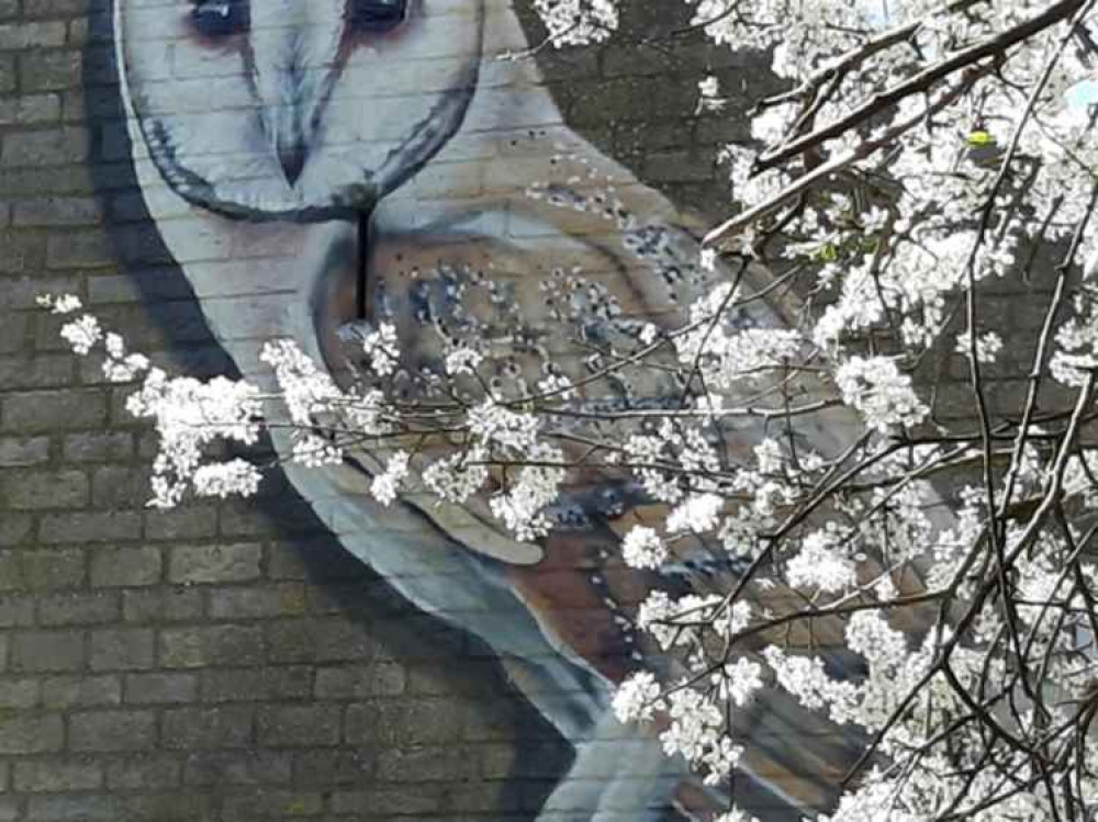 Barn owl mural Barn owl mural