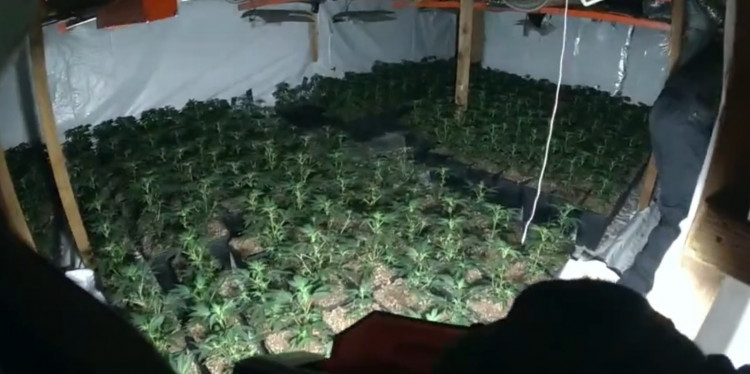 The plants had an estimated street value of between £1 million and £2 million (image via Warwickshire Police)