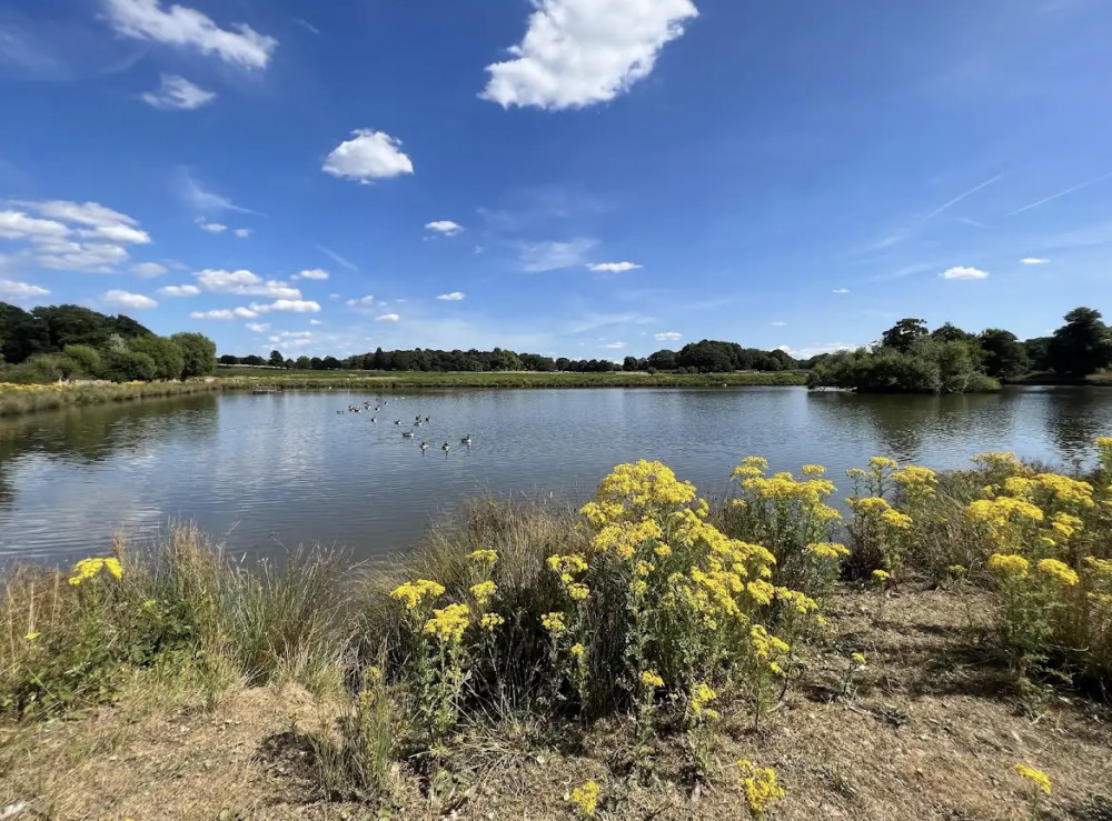 Richmond Park (Credit: Ali Kay via Google)