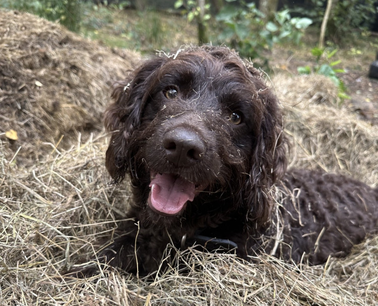 Hounds Daycare is based at Lount, near Ashby de la Zouch. Photos: Supplied