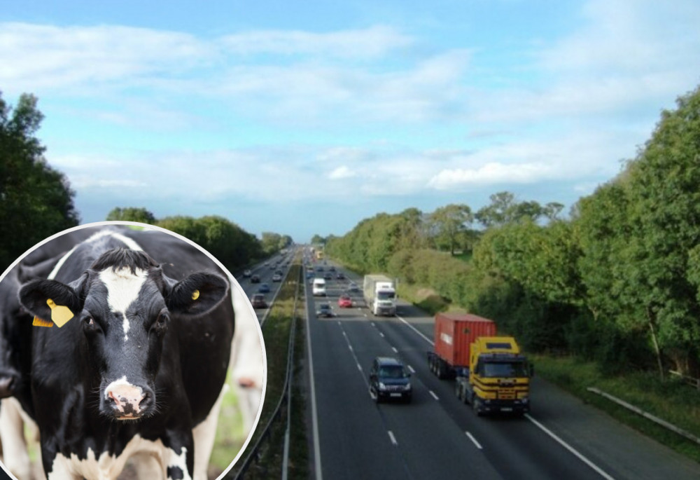 A cow escaped on to the hard shoulder of the M6 near Sandbach today. Image credits: (Photo: Nub News/inset: Jenny Hill, Unsplash)