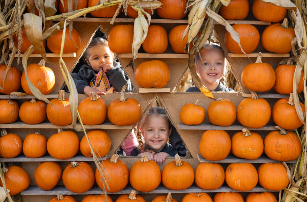 Browse a huge variety of pumpkins, squashes, and gords at the spookiest new attraction in Woodham. (Photo: Ben Shahrabi)