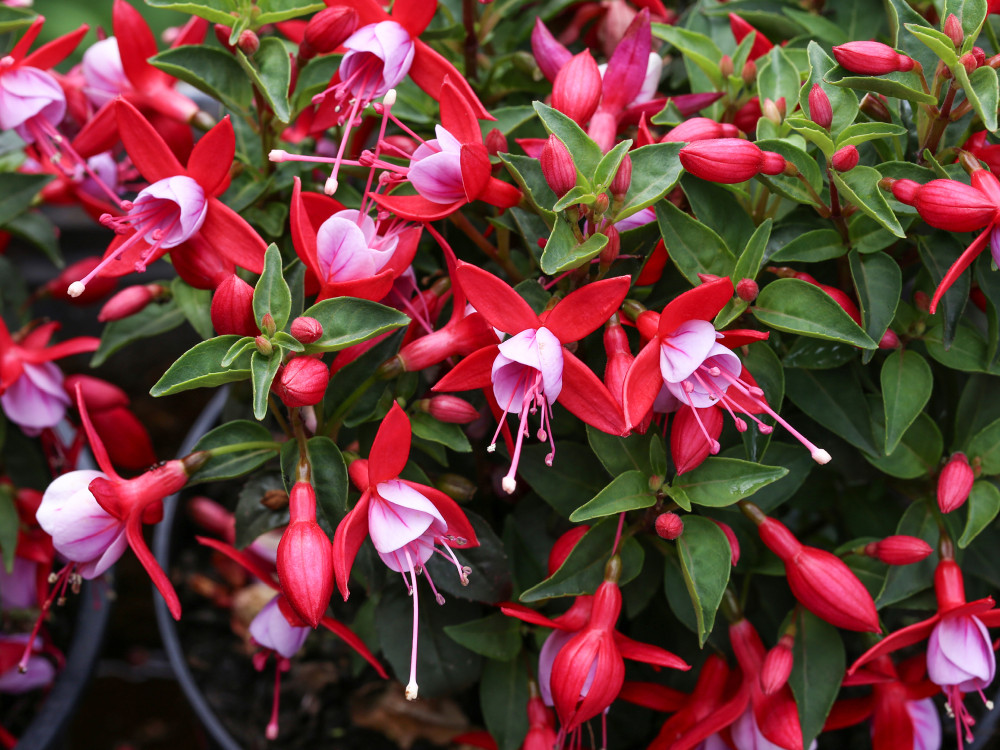 FUCHSIA WORKSHOP AT SQUIRE’S SHEPPERTON Hosted by the British Fuchsia Society