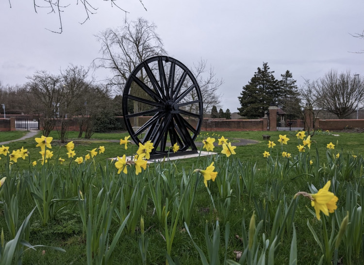 Daffodils in Donisthorpe. Photo: North West Leicestershire District Council