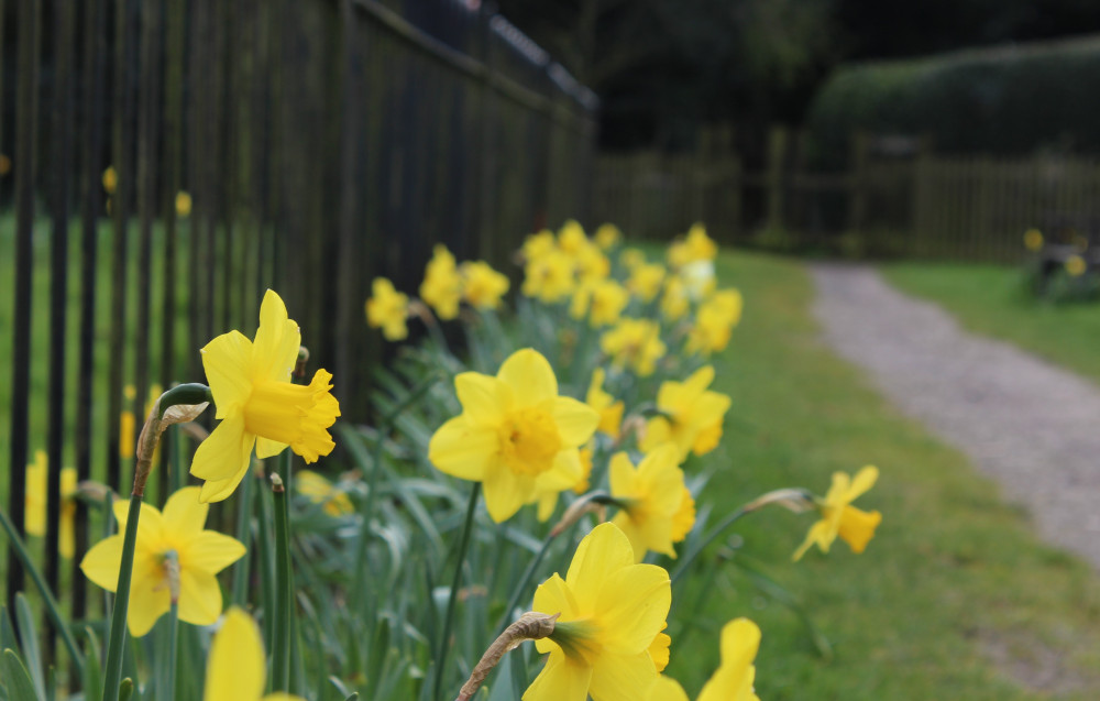 Daffodils in Ravenstone. Photo: North West Leicestershire District Council