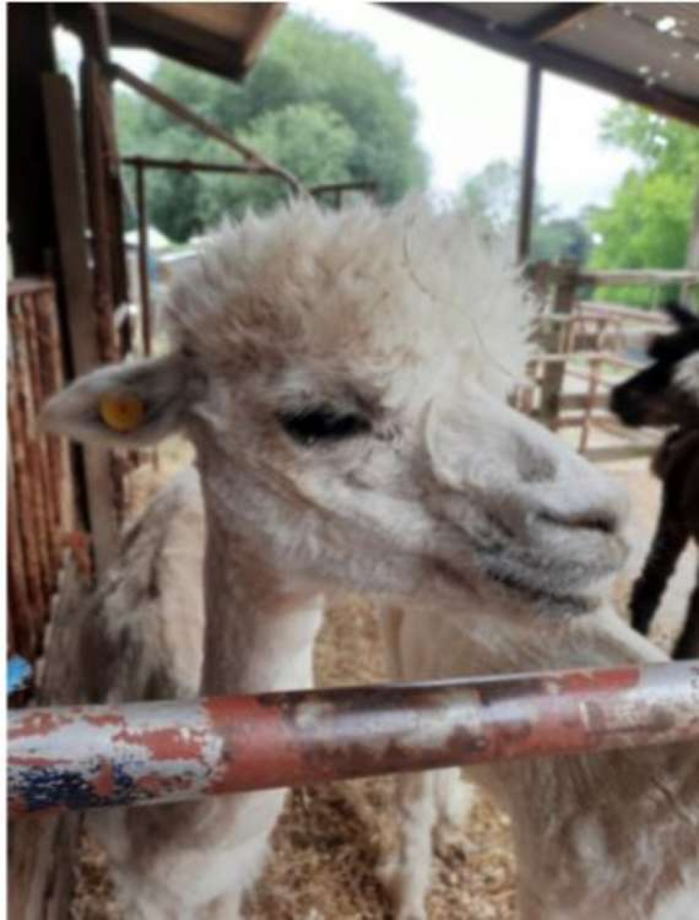 Rutland Farm Park Alpaca, picture by Evie Payne