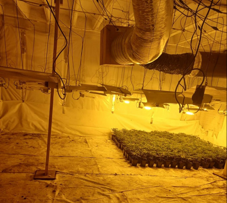 Some 1,500 plants were seized (image via Richmond Upon Thames Police)