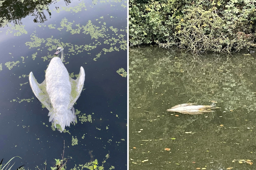 There have been reports of dead swans popping up at the Grand Union Canal (credit: SWNS).