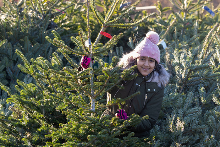 Dobbies Shepton Mallet is offering free real Christmas trees to local schools and nurseries as part of their Community Christmas Trees initiative.