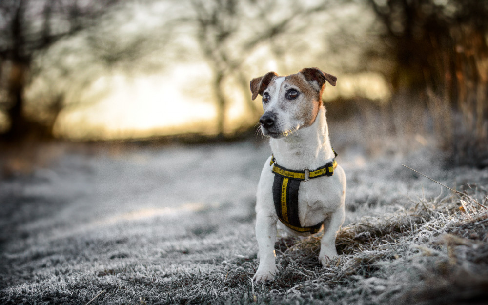 Ben the Jack Russell Terrier is looking for a new home (image via Dogs Trust)