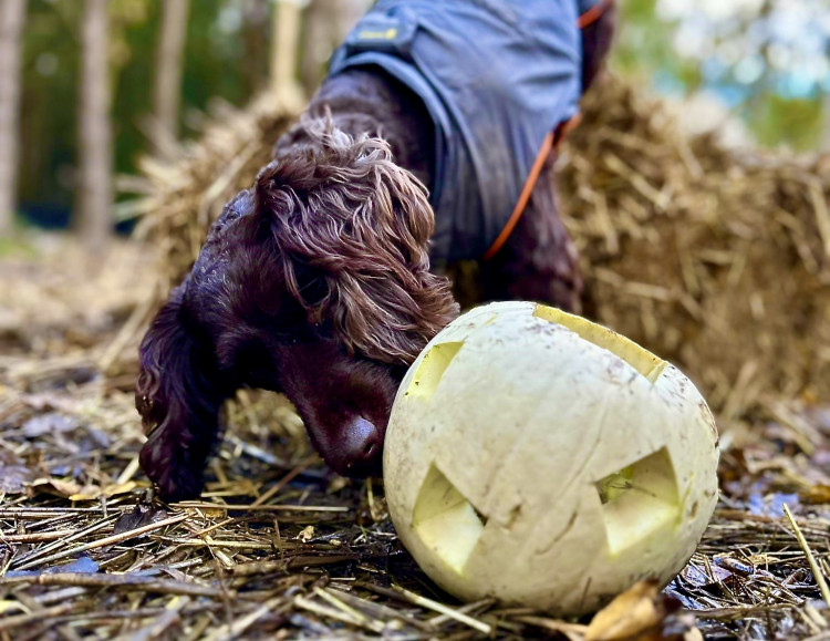 Photos: Hounds Daycare