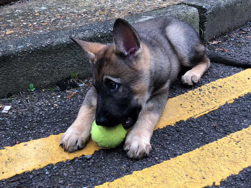 'Everyone meet Kaos - one of the force's newest recruits' (image via Warwickshire Police)