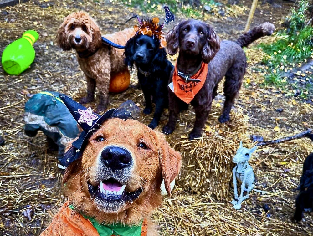 Hounds Daycare is based at Lount, near Ashby de la Zouch. Photos: Supplied