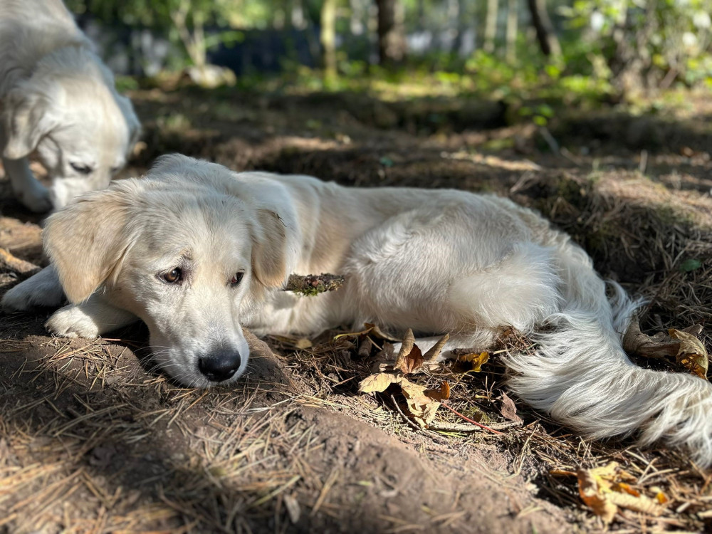 Here are some friendly, effective tips to help keep your dog calm and comfortable. Photo: Supplied Here are some friendly, effective tips to help keep your dog calm and comfortable. Photo: Supplied