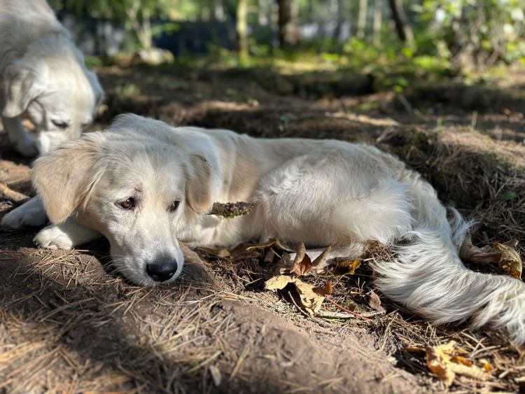 Here are some friendly, effective tips to help keep your dog calm and comfortable. Photo: Supplied