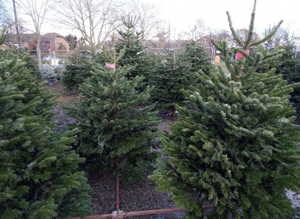 Twickenham Christmas Trees is located on Chertsey Road, Twickenham TW2 7PS (Image via Google Maps)