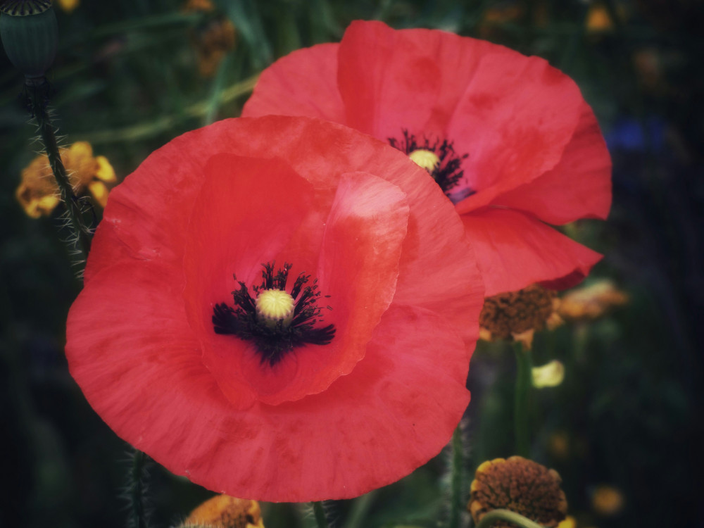 There will be various Remembrance Day services across the borough this year (Credit: Belinda Fewings via Unsplash)