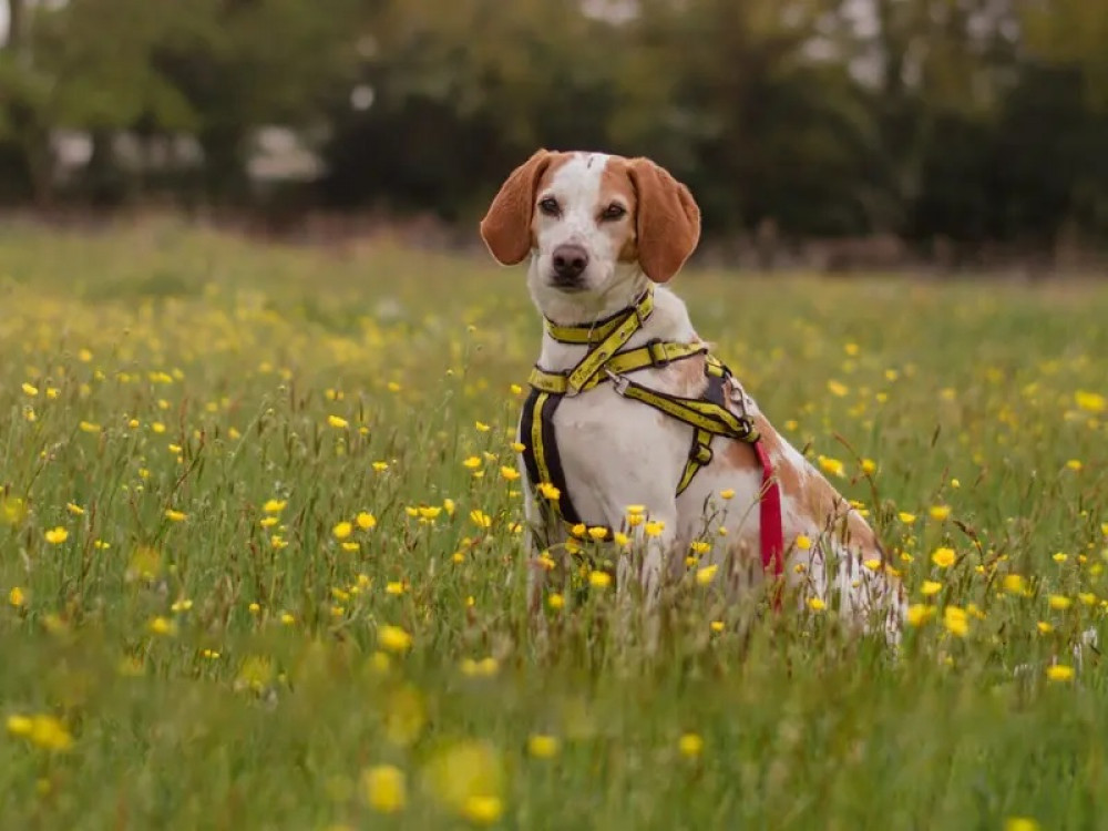 Effie is looking for a home this winter (image via Dogs Trust Kenilworth)