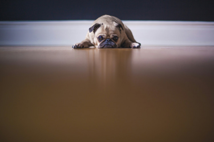 Fireworks can make many pets scared and cause anxiety. (Photo:  Happy Landings Animal Rescue) 