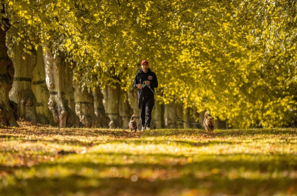 Many trees have been helped to hang on to their leaves for longer following the wet spring. (Photo: National Trust/SWNS)