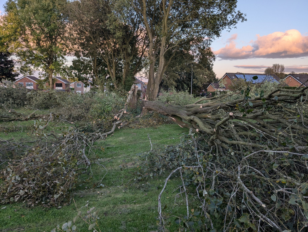 A number of trees were felled in Meir Park at the end of September (LDRS).