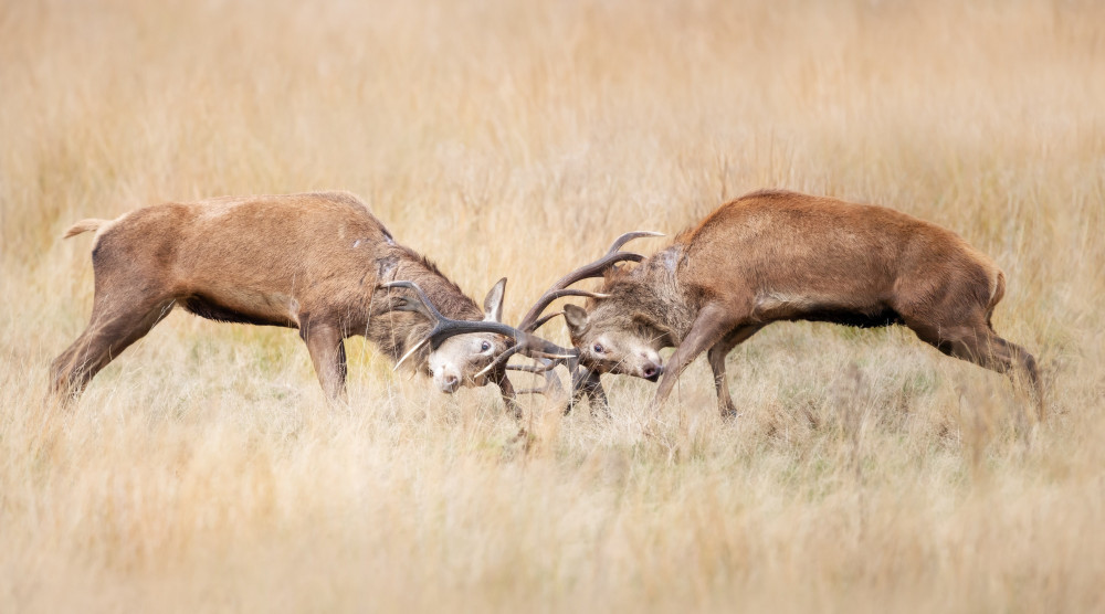 Photographers spotted male deer locking antlers in Richmond Park ((Credit: Giedrius and Dalia Stakauskas)