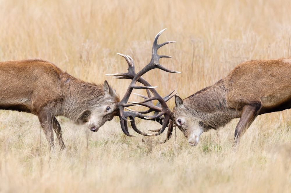 Have you ever seen two stags lock antlers before? (credit: SWNS).