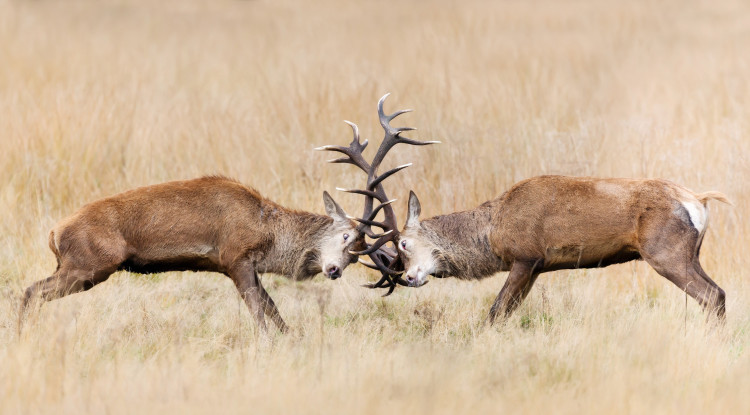 Have you ever seen two stags lock antlers before? (credit: SWNS).