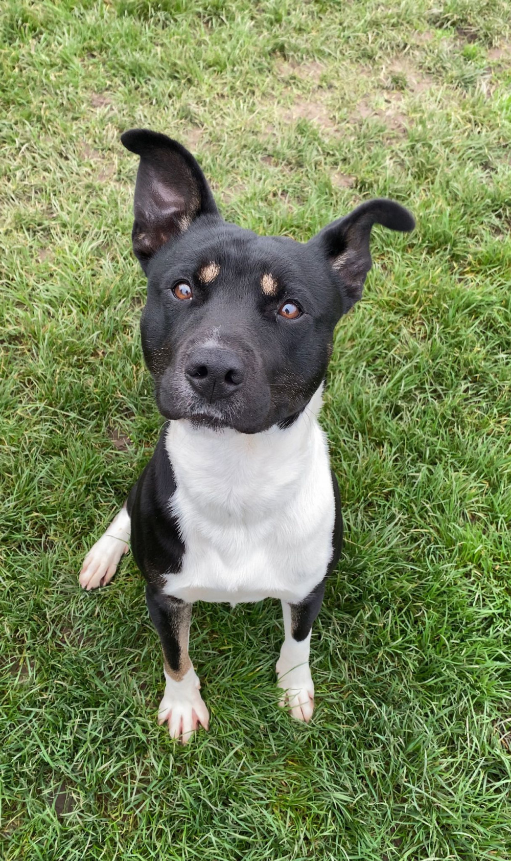 Can you give Boris a forever home? (Photo: Alsager Animals in Need) 