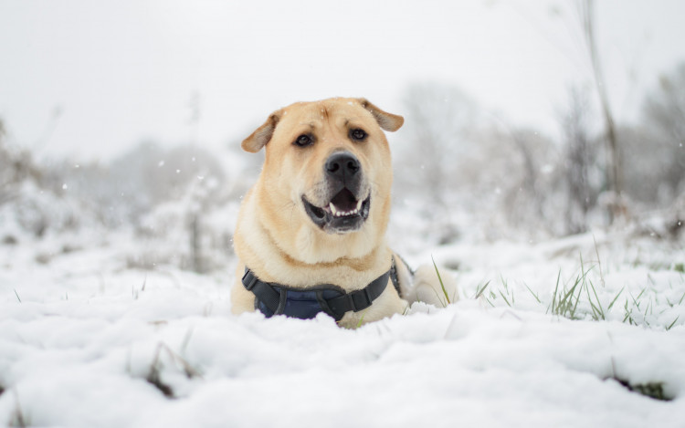 Bowie enjoying the snow (image via Dogs Trust)