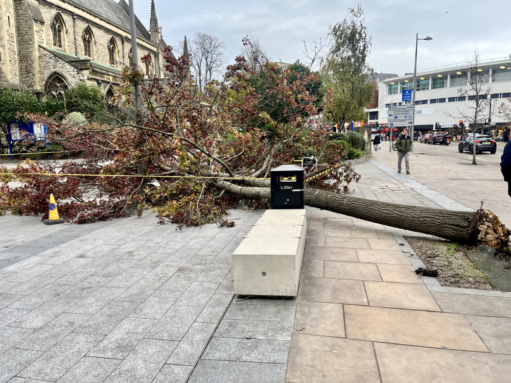 An image of the collapsed tree at around 2:30pm on Sunday, 25 November in Dickens Yard, Ealing (credit: Cesar Medina).