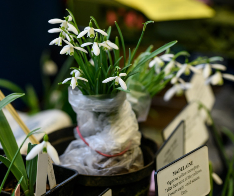 Shepton Snowdrop Festival 2025 celebrates the town's snowdrop legacy with a packed programme of workshops, talks, and events.