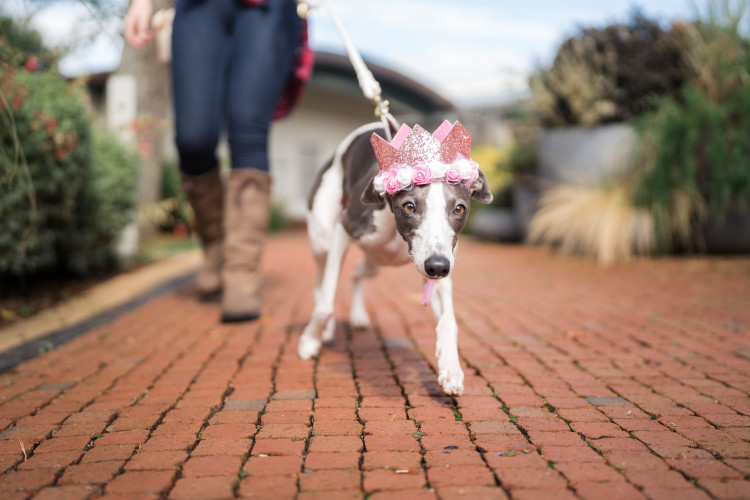 Bailey at Clarks Village (supplied) 