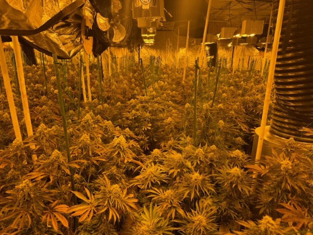 The police found more than 2,000 Cannabis plants during the drugs raid in Coalville. Photos: North West Leicestershire Police