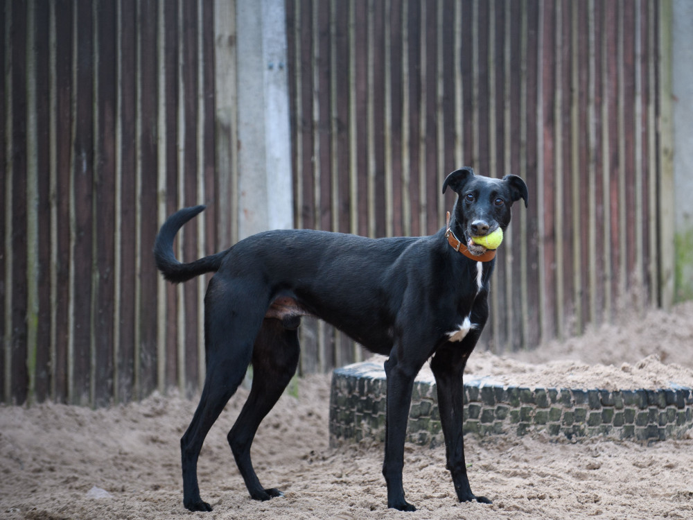 Barnaby at Dogs Trust Kenilworth can be sponsored! (image by Dogs Trust)