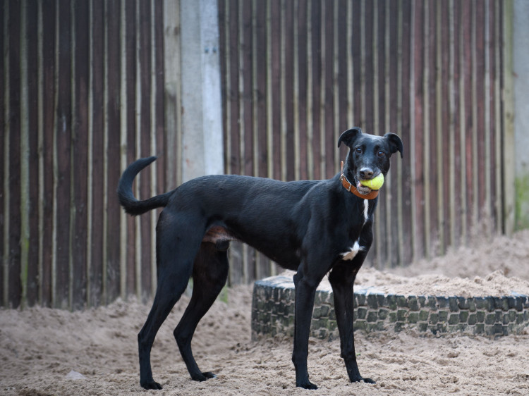 Barnaby at Dogs Trust Kenilworth can be sponsored! (image by Dogs Trust)