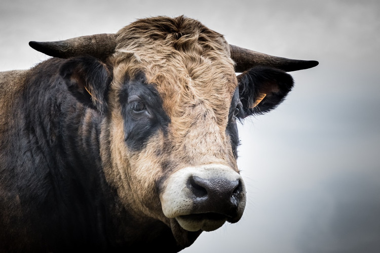 The bull escaped on Rugby Road in Brinklow (image by pixabay)