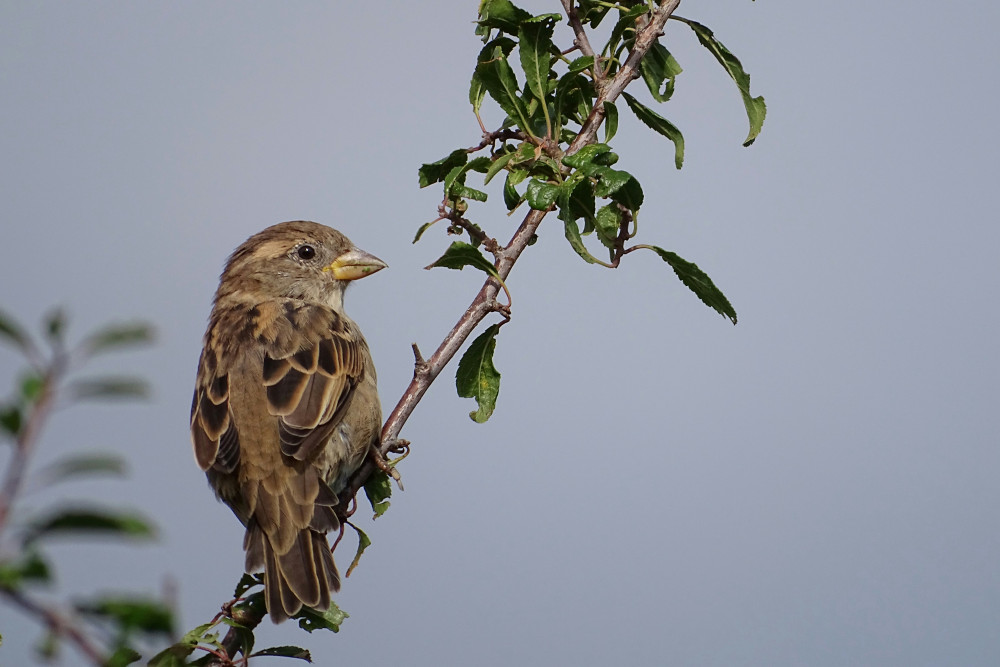 Last year, the Somerset Catchment Market provided over £1 million in funding for new nature recovery projects.