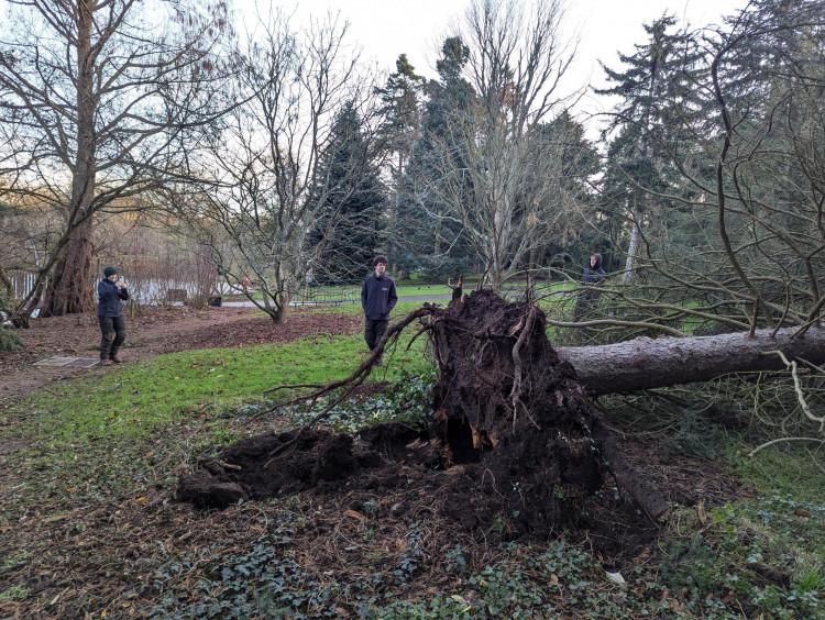 Kew Gardens has had to remove eight of its trees after strong winds from Storm Darragh forced them down (credit: @kewgardens/X).