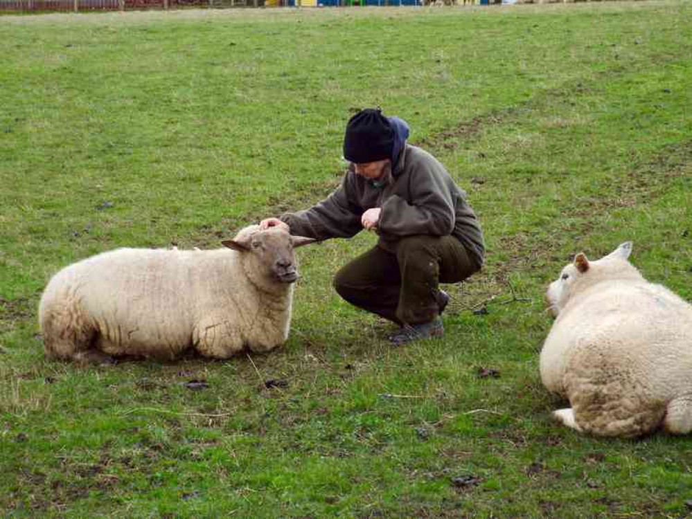 Sandra Hawkins has delivered hundreds of lambs