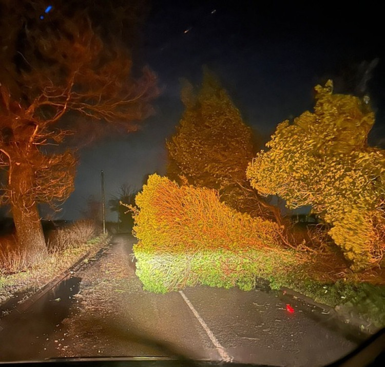 Trees which were felled during Storm Darragh will be replaced, confirms Newcastle Council (Staffordshire County Council).