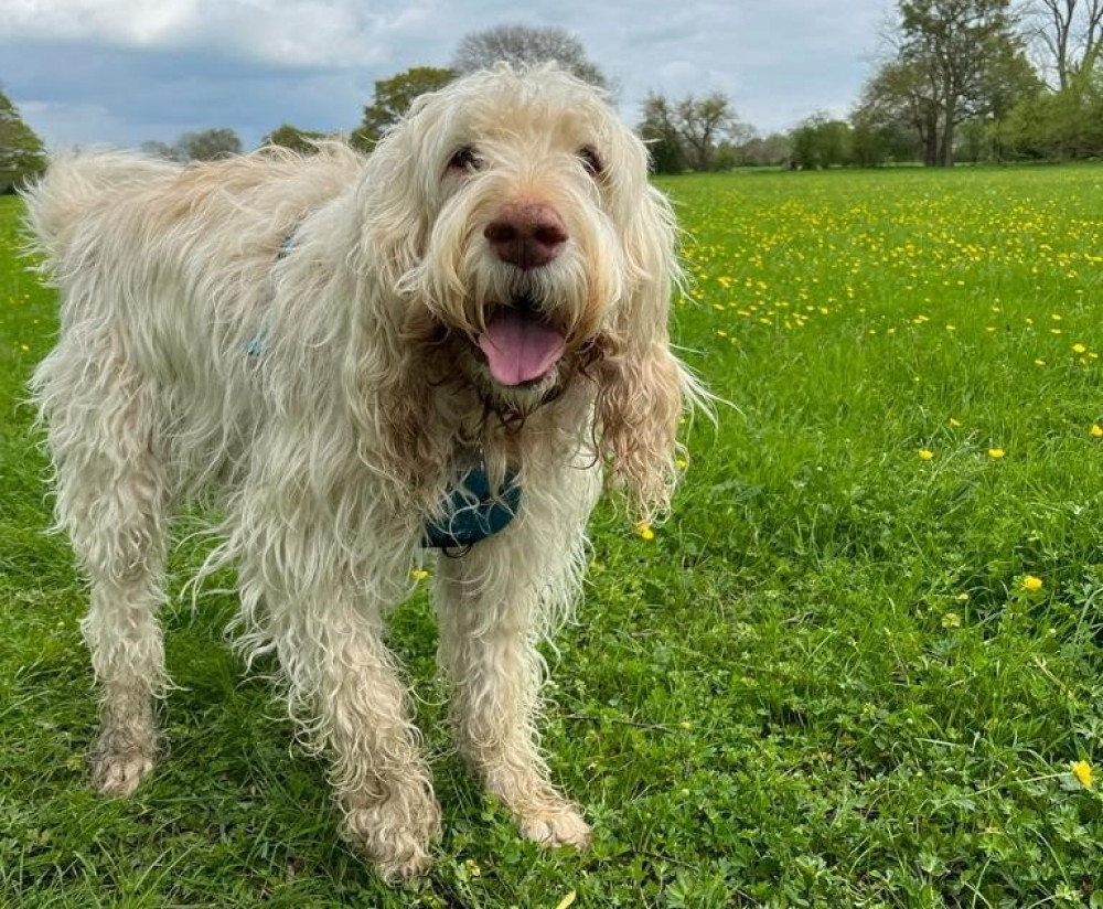 Cheeky Ralph, a nine-year-old Italian Spinone, had to be taken to the vets (image via SWNS)