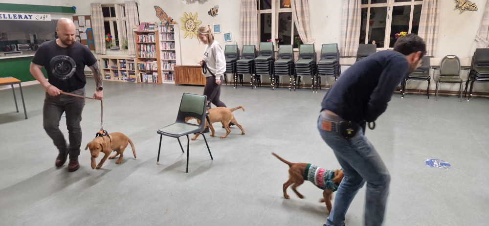 Puppy Training Essentials Puppy Training Essentials