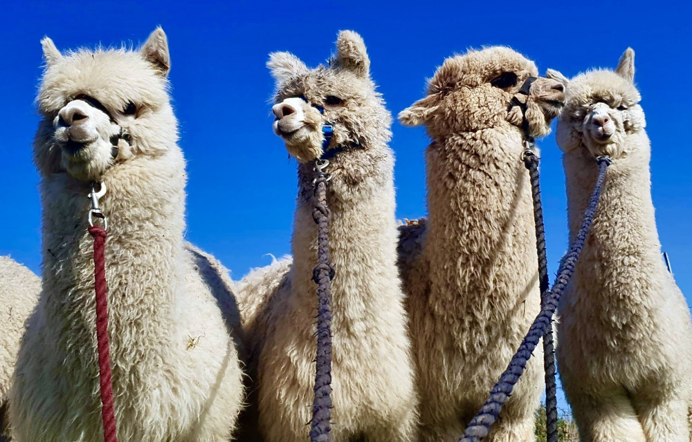 Charnwood Forest Alpaca Farm is located between Ashby and Boundary. Photo: Supplied