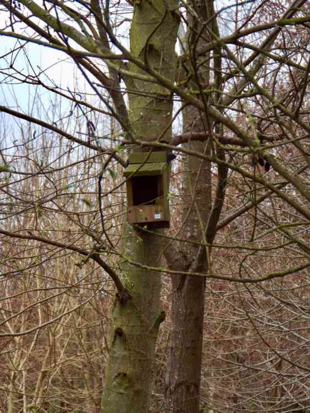 Nesting box in Golden Wood