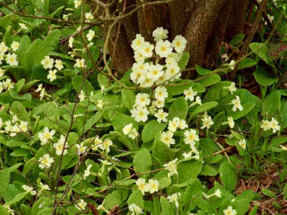 Primroses