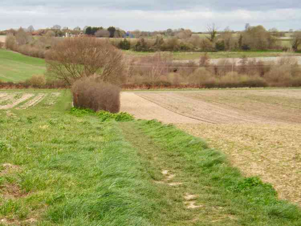 Looking over Golden Wood